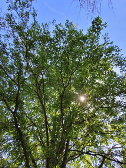 A wide shot of my favorite tree, a huge pin oak. The sun is a small bright spot that peaks through the green leaves.