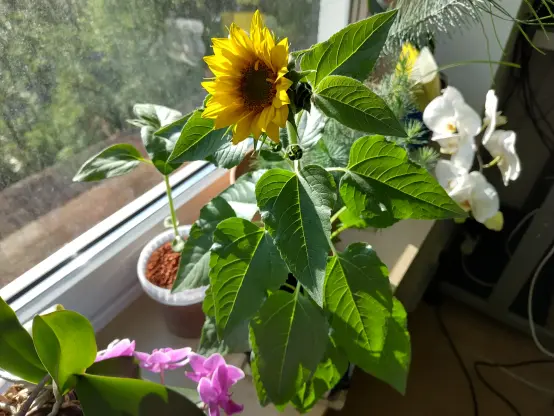 A small sunflower blooming on my window which has too many other plants.