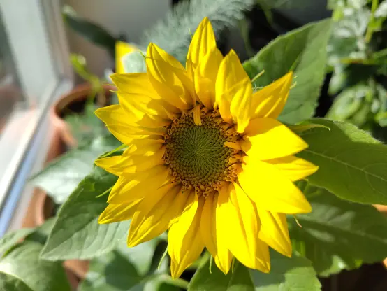 A close up of a blooming yellow sunflower.