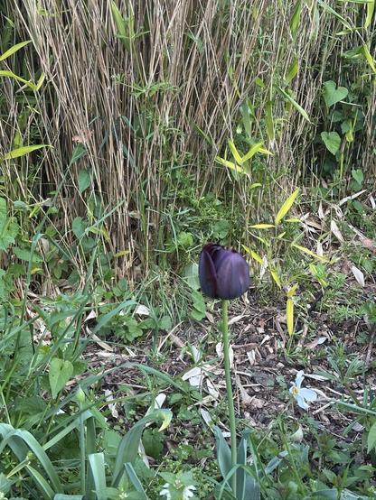 A single deep purple tulip amongst shrubs