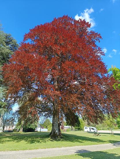 Photographie numérique couleur en format portrait.
Dans un parc avec une allée en gravier, un grand arbre au feuillage rouge et au tronc noir et blanc (un hêtre rouge).
Le ciel est bleu et lumineux, avec un nuage blanc qui dépasse de la cime.