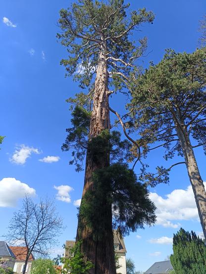 Même type d'image, avec une vue en contre-plongée d'un arbre d'une grande hauteur (un séquoia) avec des branches vertes tout en haut. D'autres arbres à côté et à l'arrière-plan et même type de ciel que la photo précédente.