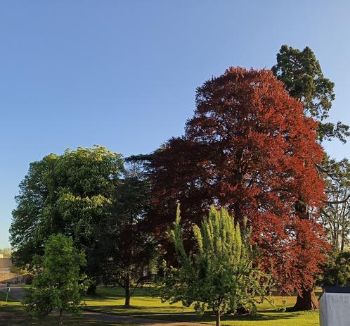 Photographie numérique couleur en format paysage.
Vue d'ensemble de grands arbres dans un parc avec le soleil du matin.
De gauche à droite : un marronnier en fleurs, un hêtre rouge et un séquoia géant.
Le ciel est bleu et lumineux.