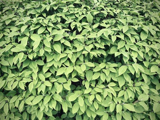 Many bright green leaves of a bush rest calmly under an overcast sky.