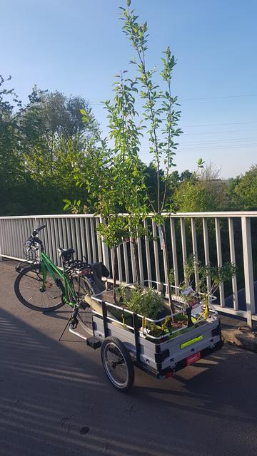 Auf einem Fahrradanhänger stehen Pflanztöpfe mit zwei Sanddornbüschen und drei Obstbäumen. Einer der Obstbäume ist über 2 m hoch. Das Gespann mit grünem Damenrad steht vor einem Brückengeländer, so dass die Bäume bis in den blauen Himmel zu reichen scheinen.