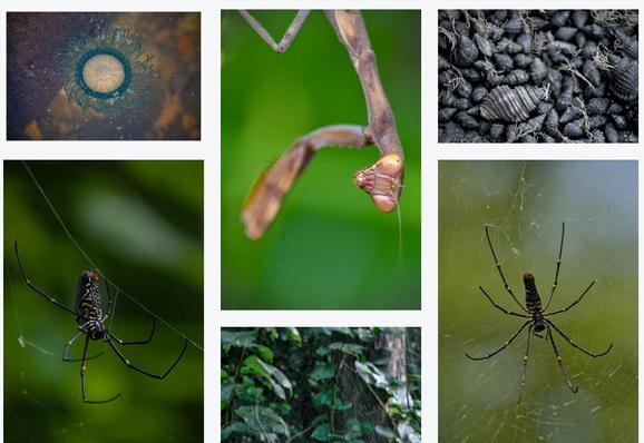 Screeengrab showcasing part of the invertebrate collection for prints on darkroom. 

there is a porpita, a mantis, shells, and large wood spiders.