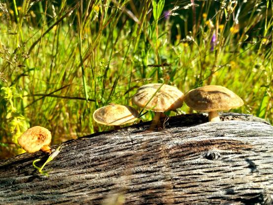 Cluster of small, cap-and-stem mushrooms emerging from a decaying log in a grassy, sunlit meadow. Central in the image is a group of three mushrooms, being a fourth set separate and towards the other side.  The set is surrounded by various species of wild grasses and other herbaceous plants.