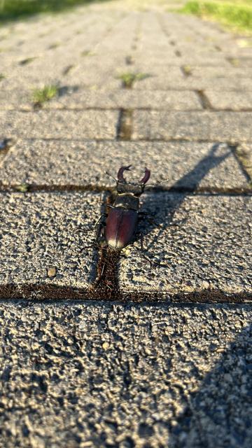 Hirschkäfer mit langem Schatten