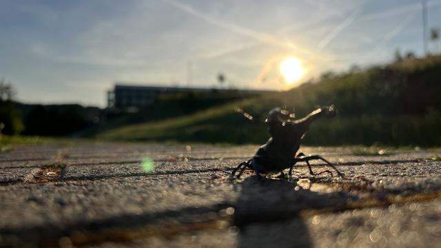 Hirschkäfer vor der Abendsonne