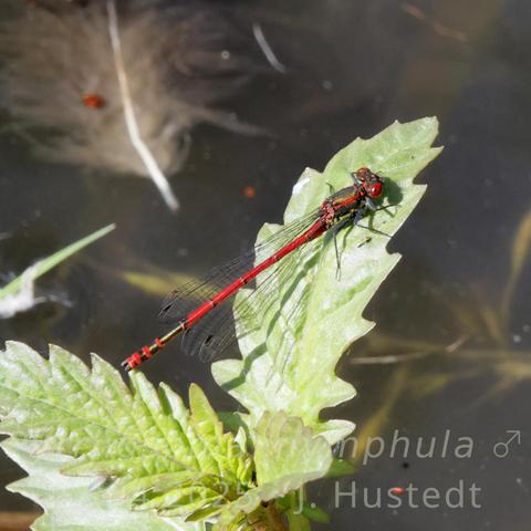 Eine rot und schwarz gefärbte Kleinlibelle mit leicht angelegten, durchsichtigen Flügeln sonnt sich auf einem Blatt des Wolfstrapp; im Hintergrund dunkel die Oberfläche eines Teichs; Wasserpflanzen und eine Gänse feder sind darin zu erkennen