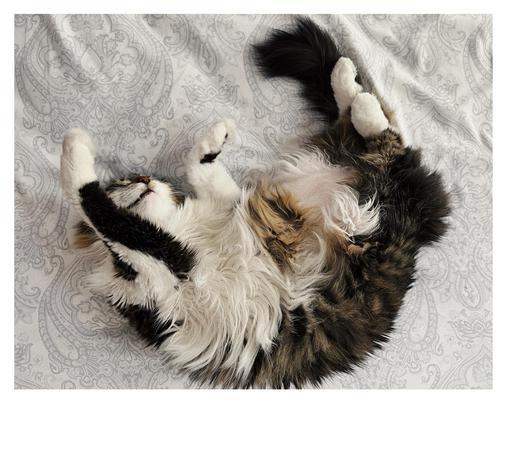 Fotografía de un gato sobre la cama, el gato está de lado como en posición de media luna con las patas muy cerca de la cabeza. El gato es blanco con rayas grises y un poco de pelo amarillo