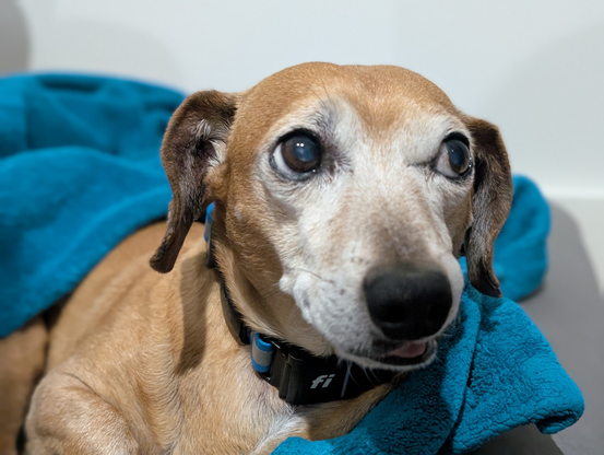 Dachshund mix has just been woken up. His ears are back, his eyes are looking up and to the right, his snoot is sort of pushed to the right and mouth slightly open to the right and tongue peeping out to the right. He has no idea where he is (his dog bed) or what is happening.