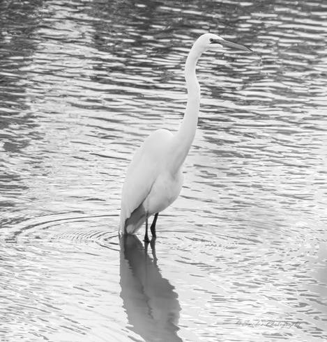 "This black-and-white image captures the graceful presence of a great egret standing in shallow water. The bird's sleek body and elegant posture are mirrored by its reflection in the rippling water. The overall ambiance of the photograph is serene, with soft contrasts adding depth to the water and highlighting the egret's refined silhouette against its tranquil surroundings." - Copilot