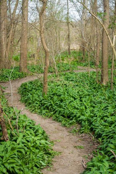 Portrait format, colour. A path winds through the wild garlic in the riparian forest