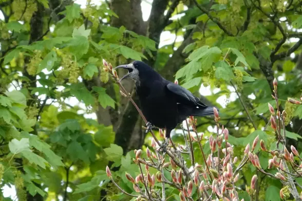 Rook being vocal up in a tree