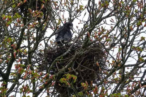 Rook at one of the fifteen best in that particular tree