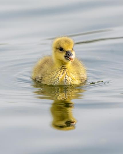 Swimming gosling