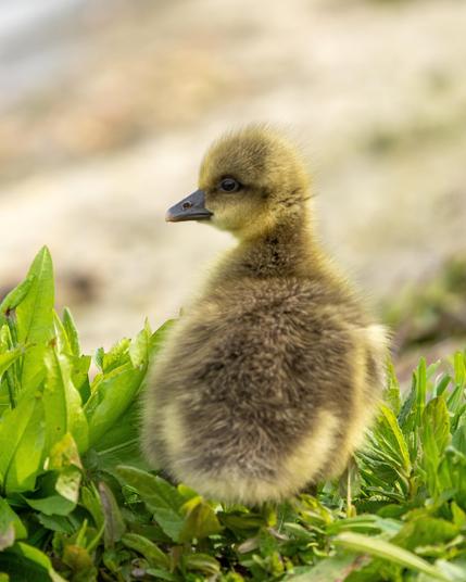 Gosling in the grass