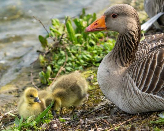 Goose and gosling get together.