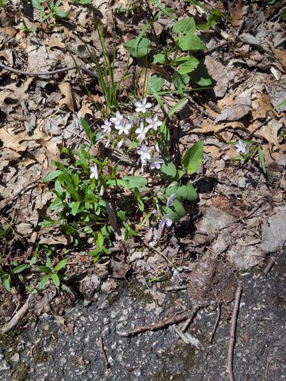 Virginia Spring Beauty,  a 5 petal light lavender flower with delicate leaves on the forest floor with brown dead tree leaves.