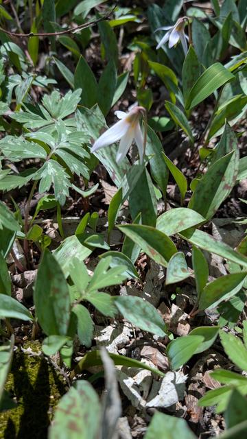 White Trout Lily, a white flower with 5 narrow petals which faces downward, its curved stem and long leaves that are green with brown speckles (like a trout) on the forest floor with other foliage and dead leaves.