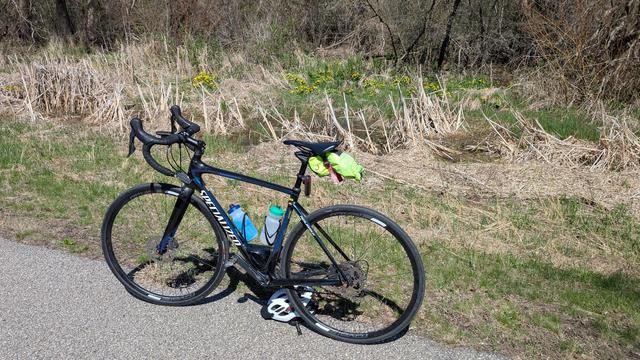 Blue and black Roubaix bicycle parked on the Douglas State Trail with a marshy area behind with dead foliage from last season and a large cluster of Marsh Marigolds, small yellow flowers with green lobed leaves.