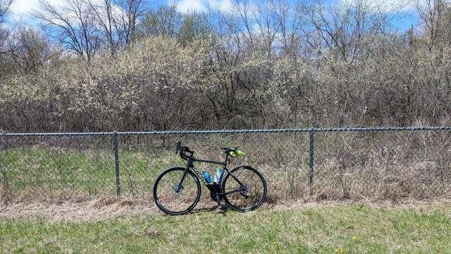 Blue and black Roubaix bicycle leaning on a chain link fence with a number of American Plum trees behind that are now in bloom, the blooms are small white blossoms.