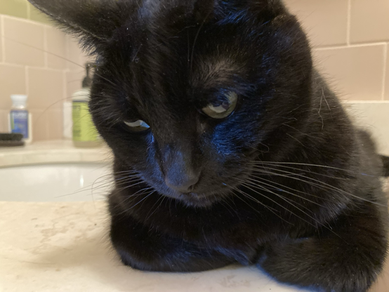 An elderly black cat is lying in loaf form on the side of the sink