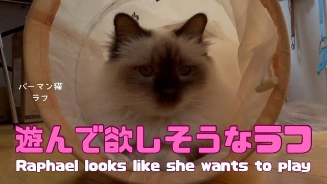バーマン猫ラフ【遊んで欲しそうなラフ】Raphael looks like she wants to play（バーマン猫）Birman/Cat