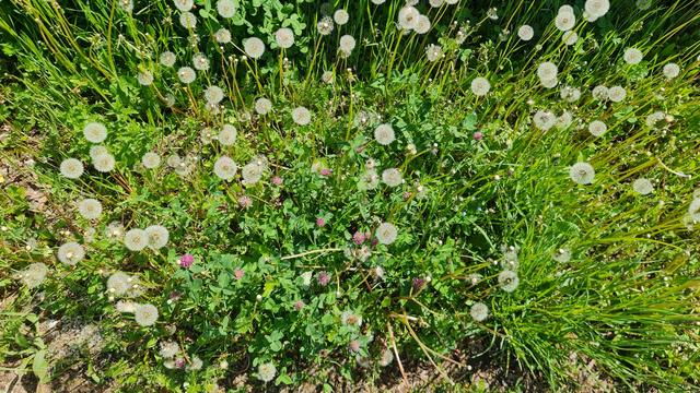 Haufen Pusteblumen auf der Wiese