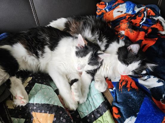 Two kitties sleeping on top of each other.