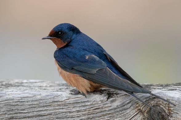 A Barn Swallow bird perched on a wooden rail.