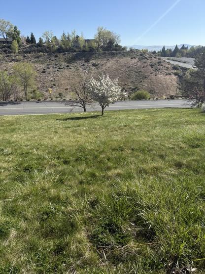 A flowering tree standing on a green grassy hill. The tree looks smallish.