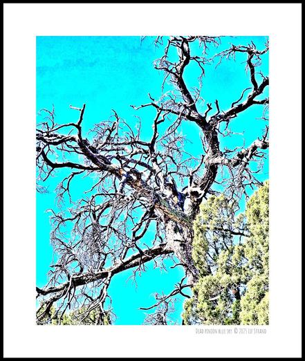 A dead piñon tree spreads its branches against a blue sky