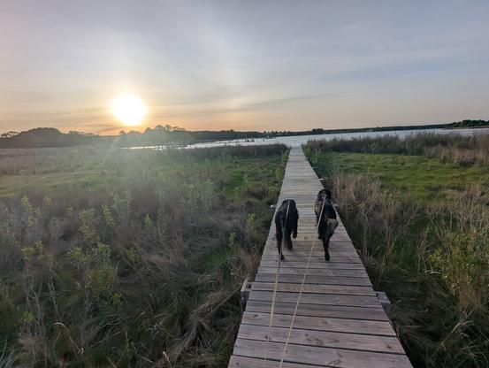 Photo of a calm morning sunrise over Harris Creek sun rising low to the left behind a wispy high level cloud deck. Part of a bright solar Arc is seen to the right. Marsh is green with new Spring growth. Creek water is rippled and reflects the sun and clouds.
In the foreground Miles and Jon two black Flat-Coated retrievers stroll down the wood walk in hopes of spotting interesting waterfowl.
