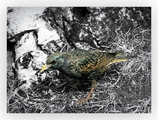 Black and white photo with a color subject. He grackle on the the ground beside a birch tree. Grass & twigs decorate the area