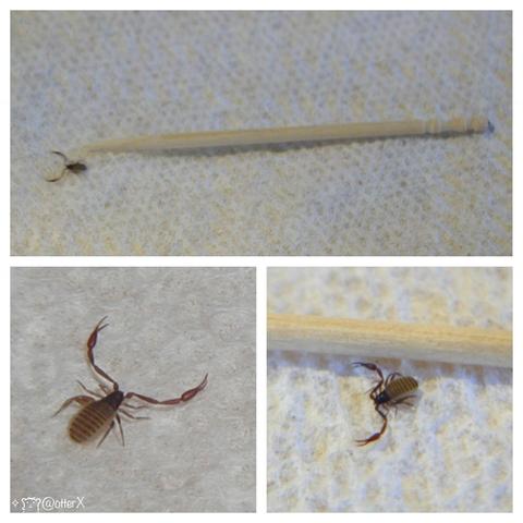 Three panels of photos of pseudoscorpion: the top photo shows the teeny arachnid next to a toothpick, it’s about a size of a sesame seed; the bottom two photos are closeups that show the long pincers.