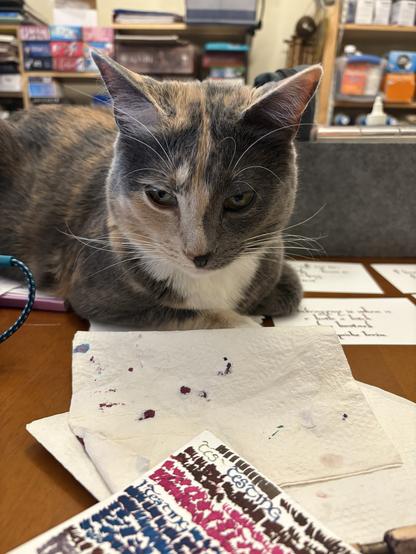 A dilute calico cat is in loaf position surrounded by (and on top of) calligraphy supplies