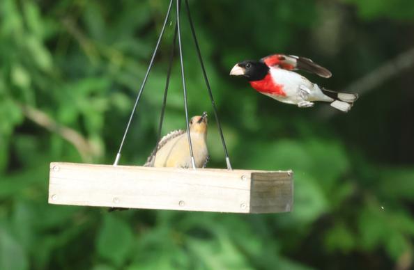 A small bird, black and white with a red triangle on the chest, flies away from a seed tray that has been taken over by a large woodpecker.