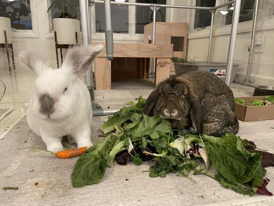 The bunnies Chuck and Matilda having their dinner salad. Chuck on the left is standing over a half eaten carrot. Matilda on the right is sitting amongst a pile of lettuce and other greens. Both of them are looking at the camera, as if they’ve been interrupted.