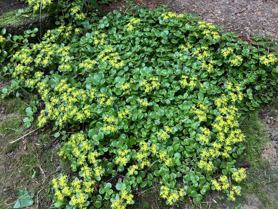 A large Chinese stonecrop sedum plant is beginning to explode in tiny yellow flowers. This ground cover spreads nicely in unamended Memphis shit-clay.