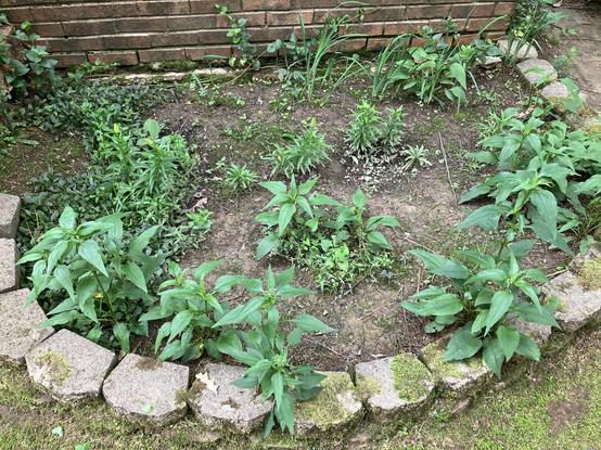 A janky-looking garden bed outside a home in Memphis, TN. This is the "junk bed." The soil is mostly natural clay and the only things that ever live here are perennials that take care of themselves, and weeds. Coneflowers and lilies have sprouted and are beginning to grow. One of the coneflower plants even has a bud on it already. Way in the back, center, is a cut-leaf grape fern that's about to die for the year. It's a neat uninvited guest, so I leave it around.