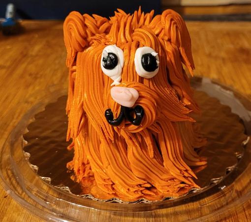 Front view of a copper colored long haired Yorkie looking dog with a pink nose and very derpy eyes