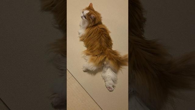足伸ばしねるちゃん　 #ragamuffin #cat #猫のいる暮らし #ラガマフィン #ねこ #猫のいる生活 #猫