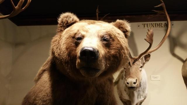 Grizzly Bear display at The Children's Museum of Northeast Montana, Glasgow, Montana
https://nemtchildrensmuseum.com/