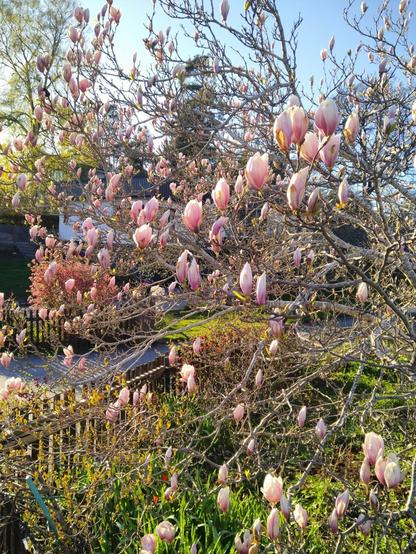 Blooming magnoliatree