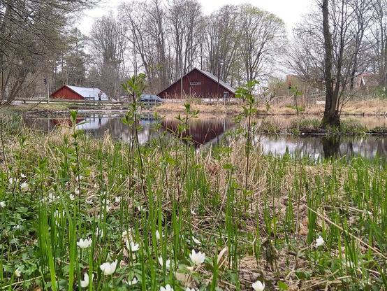 Vitsippor framför en vattebspegel med rött hus