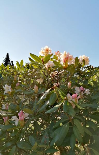 Das Foto zeigt einen blühenden Rhododendronstrauch bei klarem, sonnigem Wetter. Die Blüten sind überwiegend weiß mit zartrosa Akzenten, und das dichte grüne Laub hebt sich deutlich vom blauen Himmel im Hintergrund ab. Links im Hintergrund ist ein dunkler Nadelbaum zu erkennen.