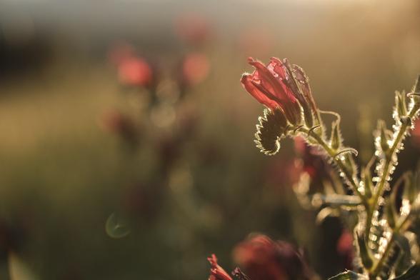 Cretan viper's bugloss in the sunset

#fujifilm #7artisans35mmf095 #sunset #flower  #red