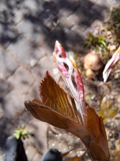 Eine Blattknospe der Rotbuche springt auf. Im dunkleren Vordergrund ist das Blatt in der Entfaltung zu sehen. Etwas dahinter im Sonnenlicht entspringen aus der Knospe weitere Blätter. Sie entwinden sich aus der Knospe. 

Es sind feine Härchen am jungen Blatt und weiter an der aufspringenden Knospe zu sehen.